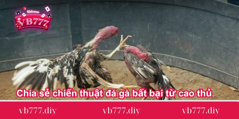 chia se chien thuat da ga bat bai tu cao thu Chia-se-chien-thuat-da-ga-bat-bai-tu-cao-thu
