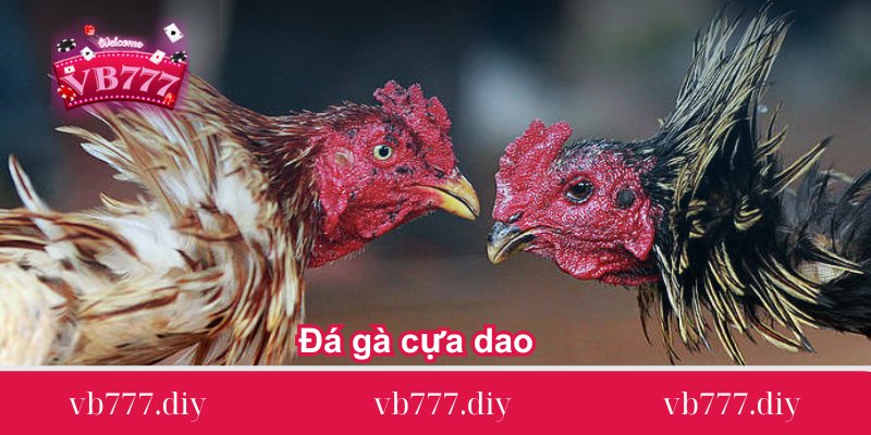 da-ga-cua-dao