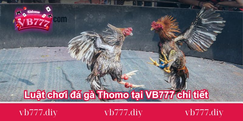 luat choi da ga thomo tai vb777 chi tiet Luat-choi-da-ga-Thomo-tai-VB777-chi-tiet