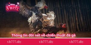 Thông tin đôi nét về chiến thuật đá gà