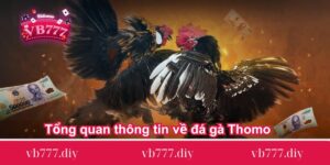 Tổng quan thông tin về đá gà Thomo