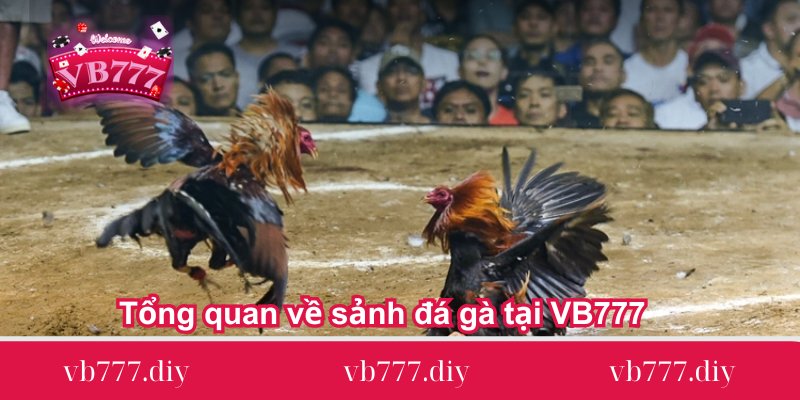 tong-quan-ve-sanh-da-ga-tai-vb777
